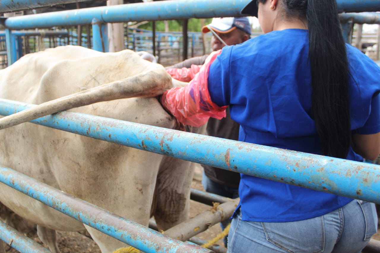 Las Bondades de la Inseminación Artificial en la Ganadería
