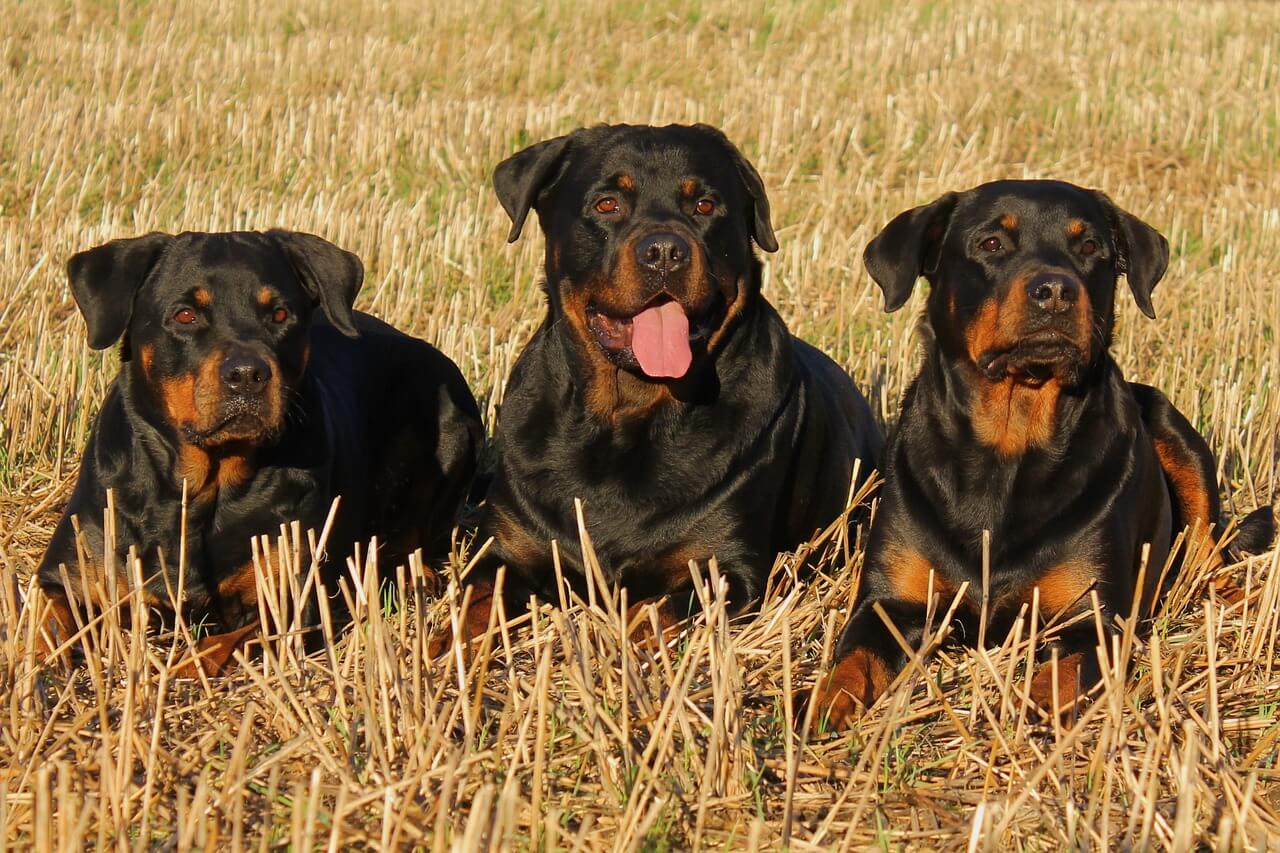 5 Consejos Esenciales para el Cuidado de su Perro